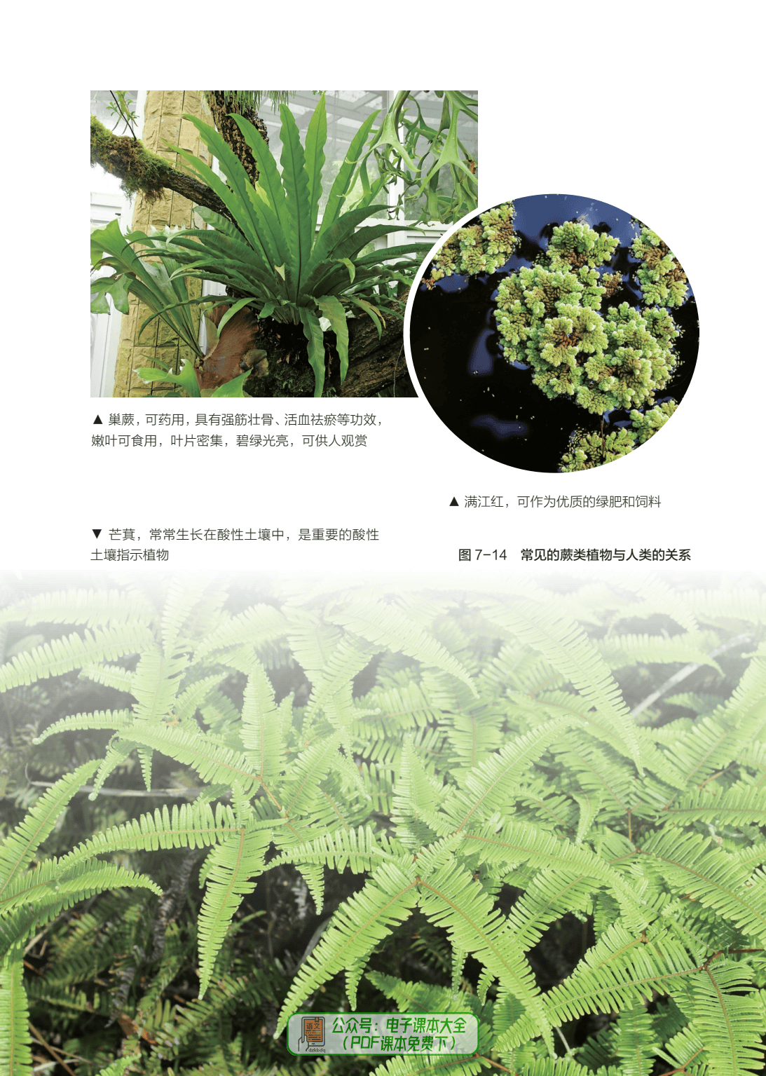 植物生命科学知识点 植物生命科学知识点