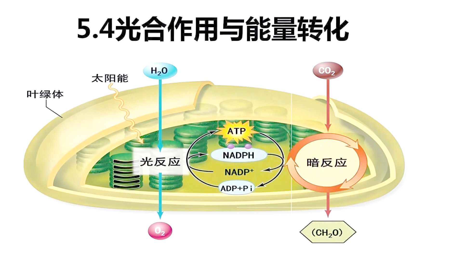 植物光合作用和呼吸作用