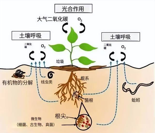 植物光合作用和呼吸作用 植物光合作用和呼吸作用
