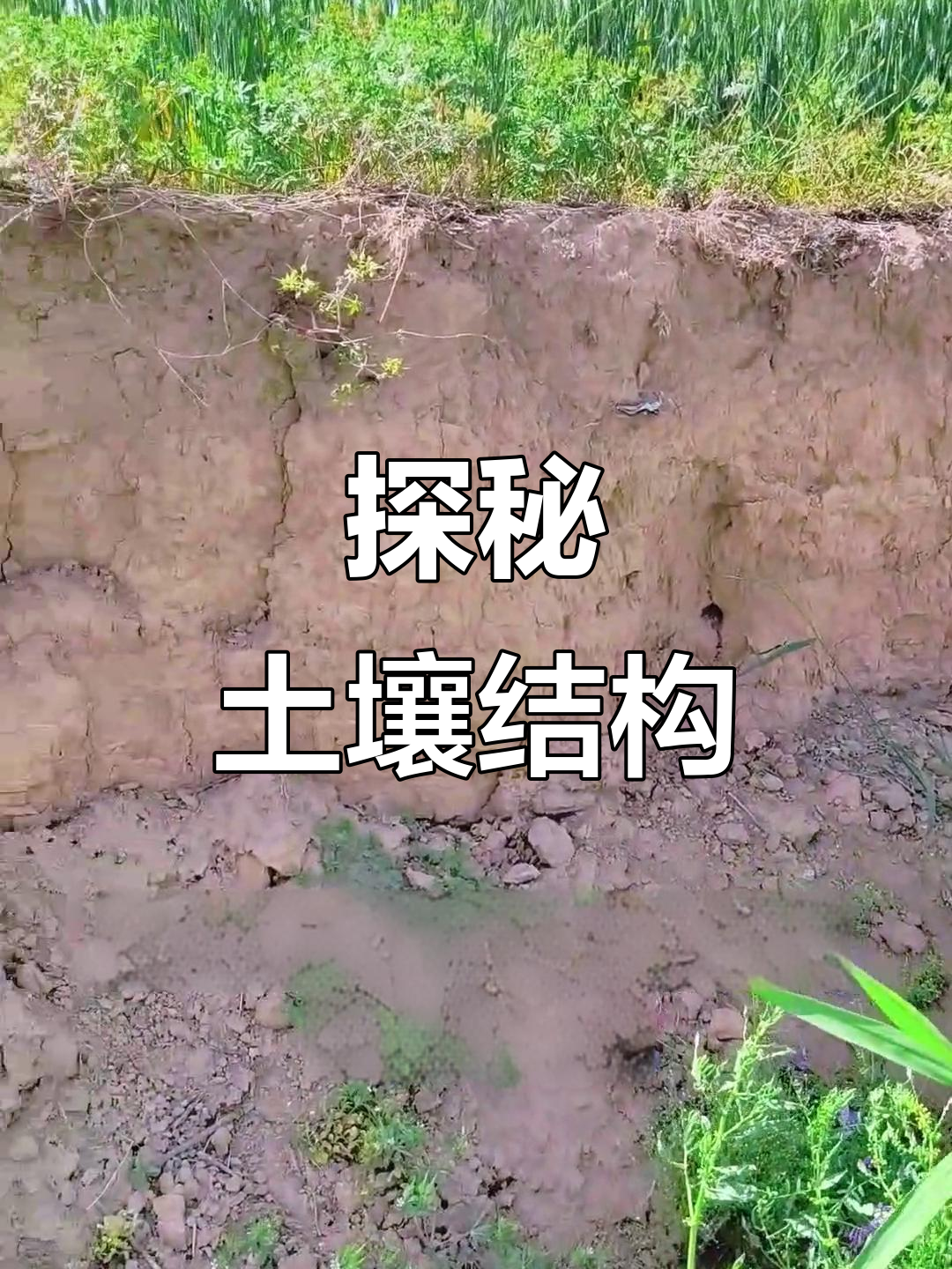地球科学概论土壤剖面的定义和特征 地球科学概论土壤剖面的定义和特征