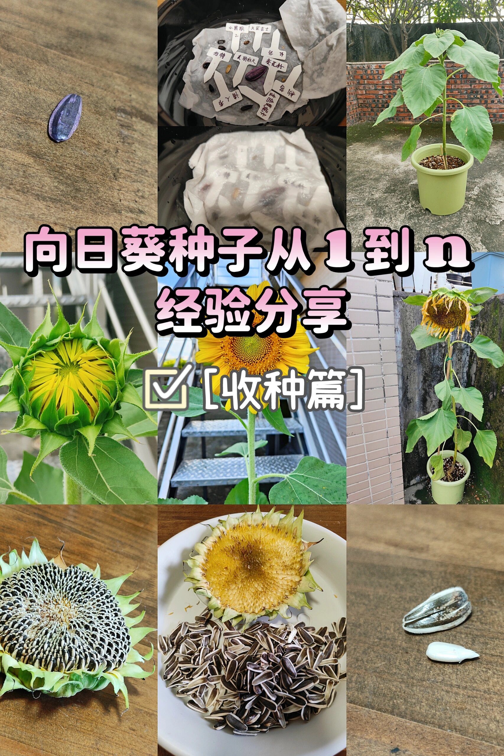 种子怎么用纸子纸