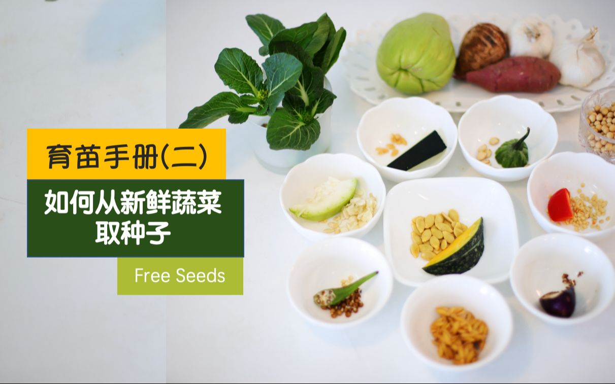 种子怎么用纸子纸 种子怎么用纸子纸