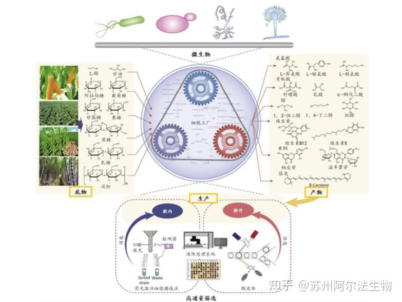 全国生命科学生物工程最发达的地方