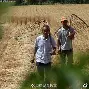 割麦证的历史意义和背后故事