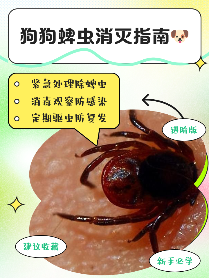 蜱虫咬伤治疗指南